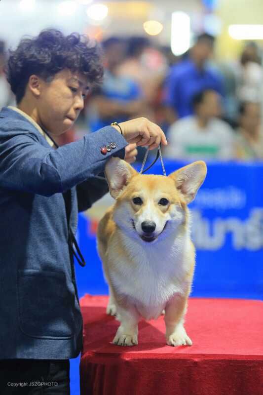 爱游戏网页版入口-印度选手崭露头角，赛场风云